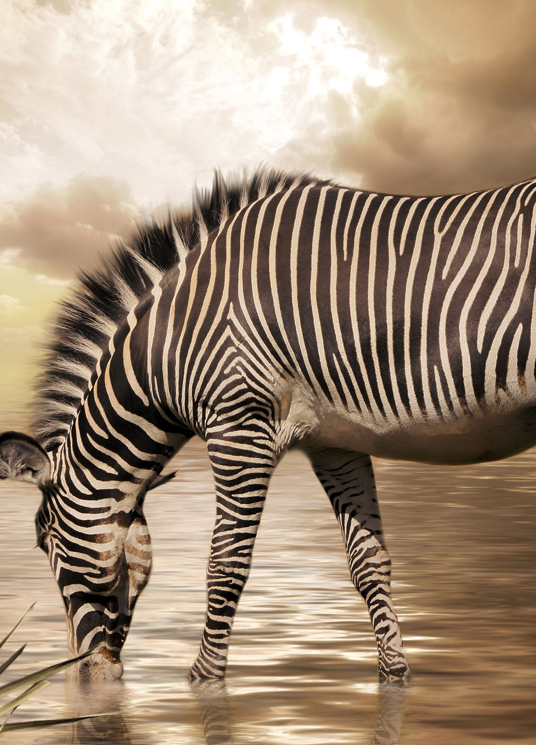 Canvastavla - Zebra (70x100)