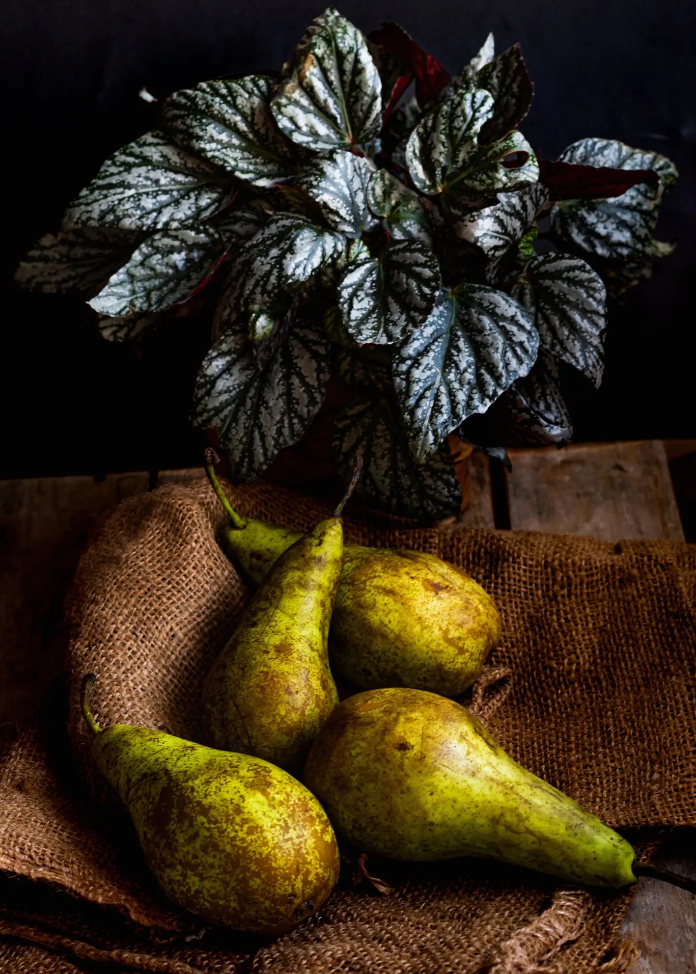 Ljuddämpande tavla - Pear Delight