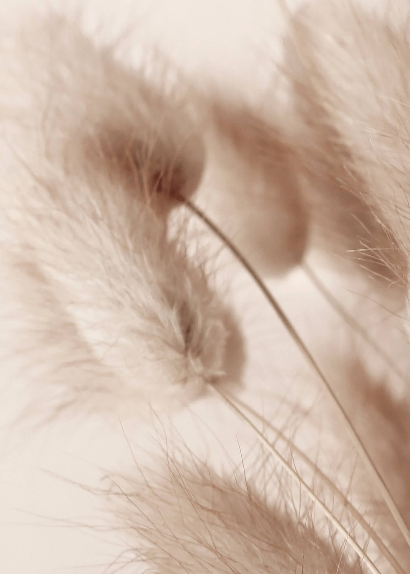 Canvastavla - Soft Pampas No2 (70x100)