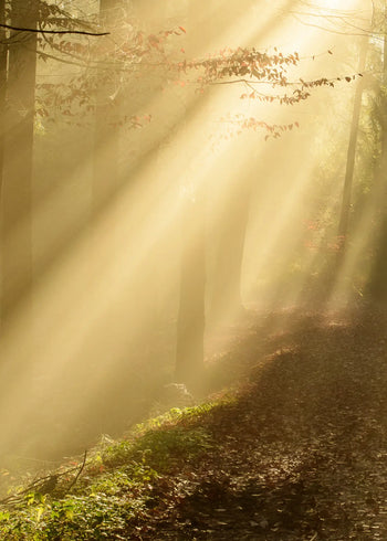 Ljuddämpande tavla - Forest Awakening