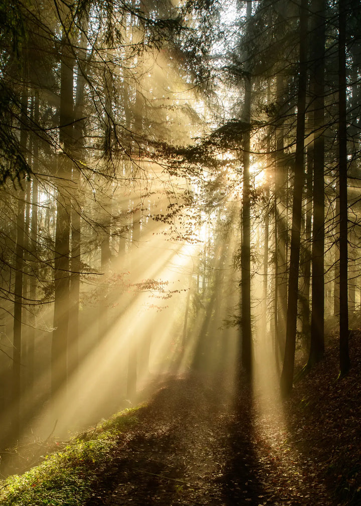 Ljuddämpande tavla - Forest Awakening