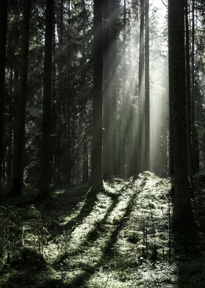Canvastavla - Sun Rays (140x200)