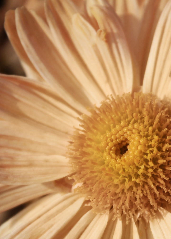 Canvastavla - Morifolium (70x100)