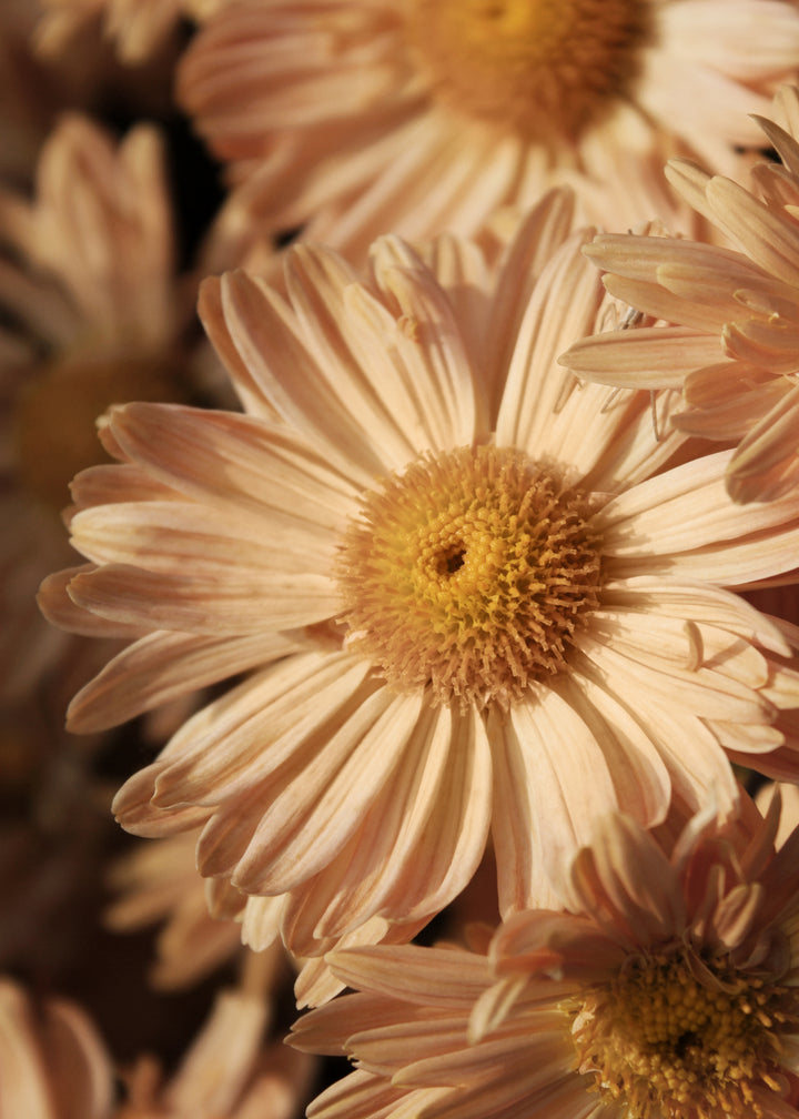 Canvastavla - Morifolium (70x100)