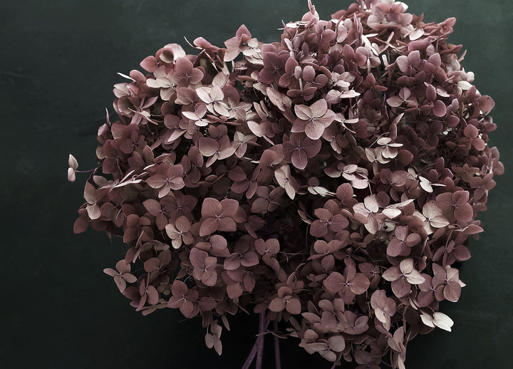 Canvastavla - Hortensia (50x70)