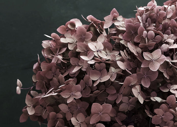 Canvastavla - Hortensia (50x70)