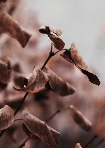 Ljuddämpande tavla - Whispering Leaves