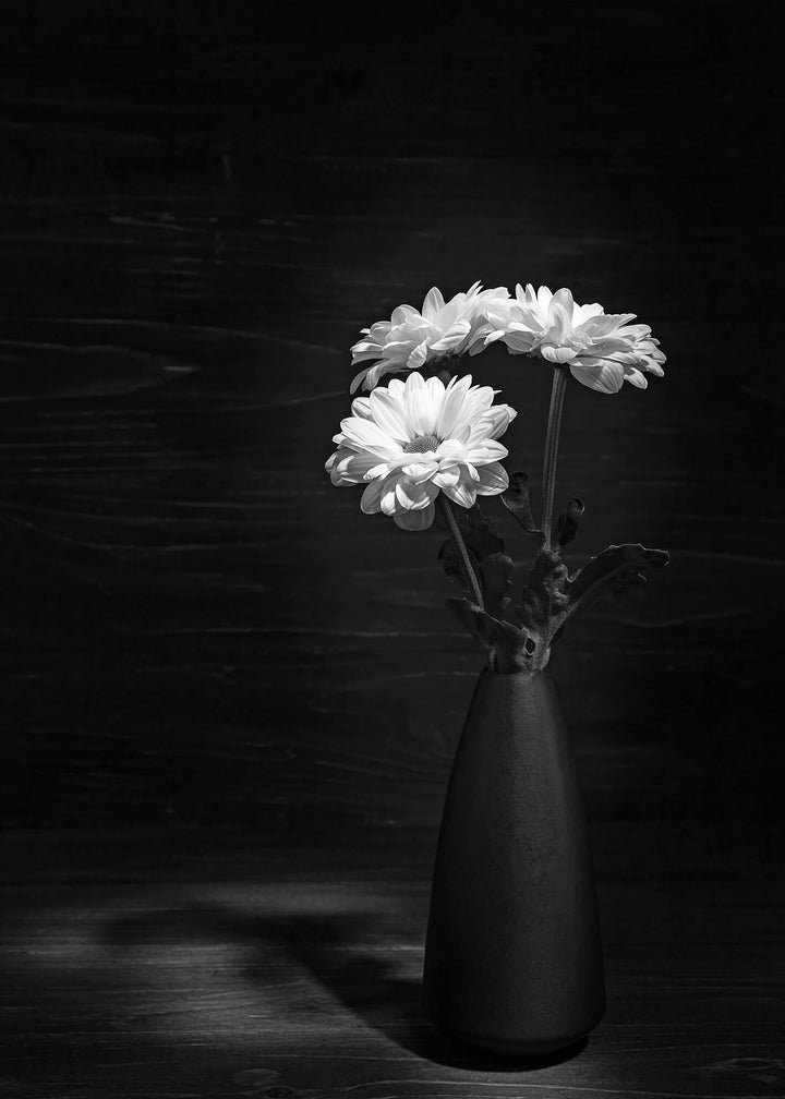 Canvastavla - Daisy flower