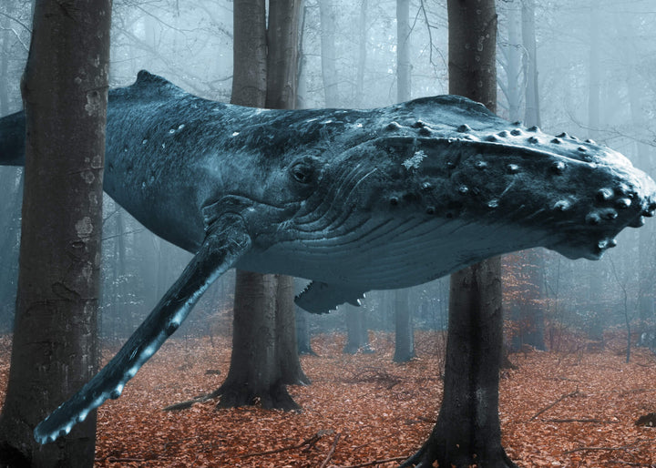 Canvastavla - Blue Whale