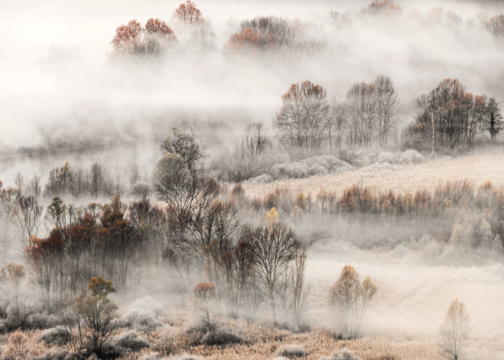 Canvastavla - Misty Grove  (80x120)