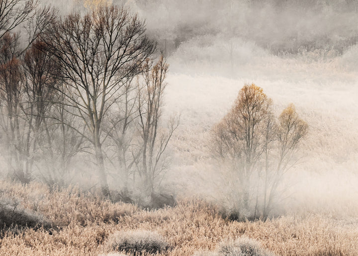 Canvastavla - Misty Grove  (80x120)
