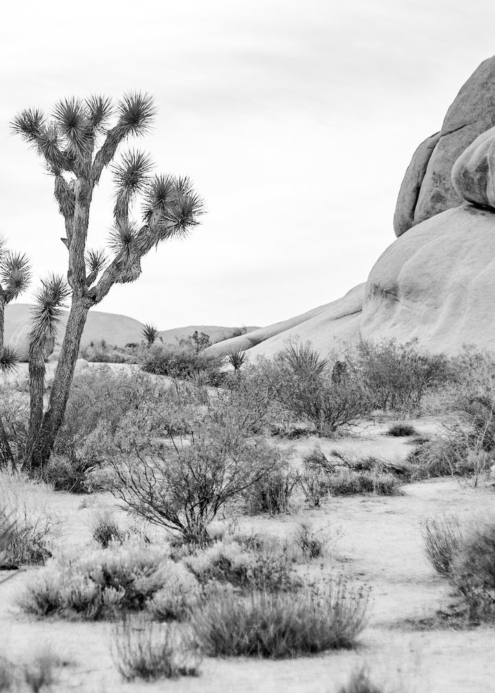 Canvastavla - Joshua Tree (70x100)