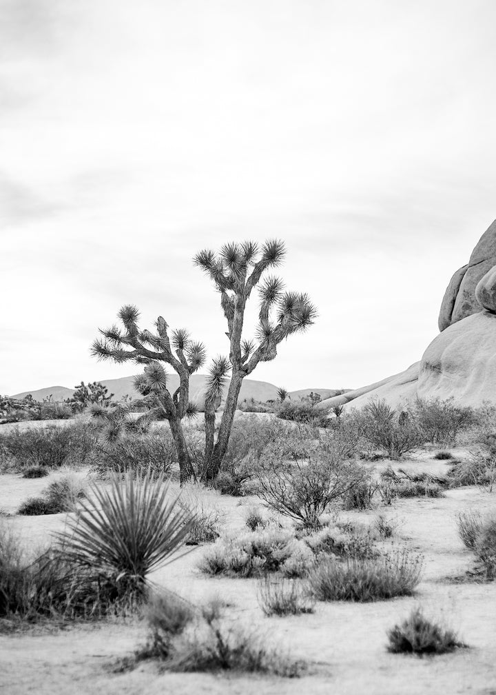 Canvastavla - Joshua Tree (70x100)