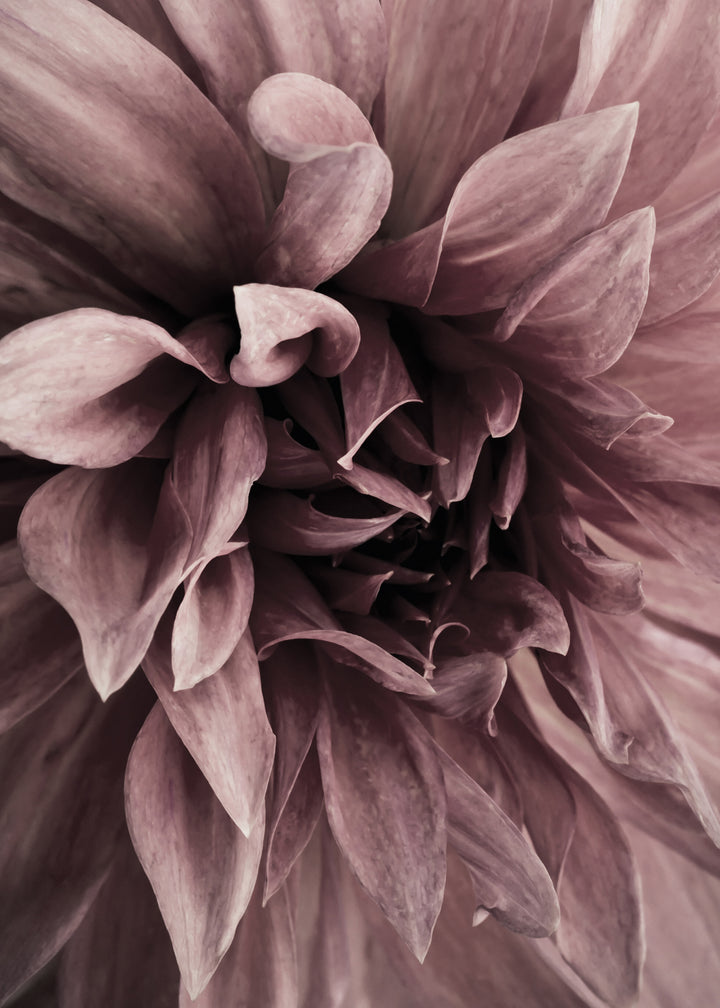 Canvastavla - Floret (50x70)