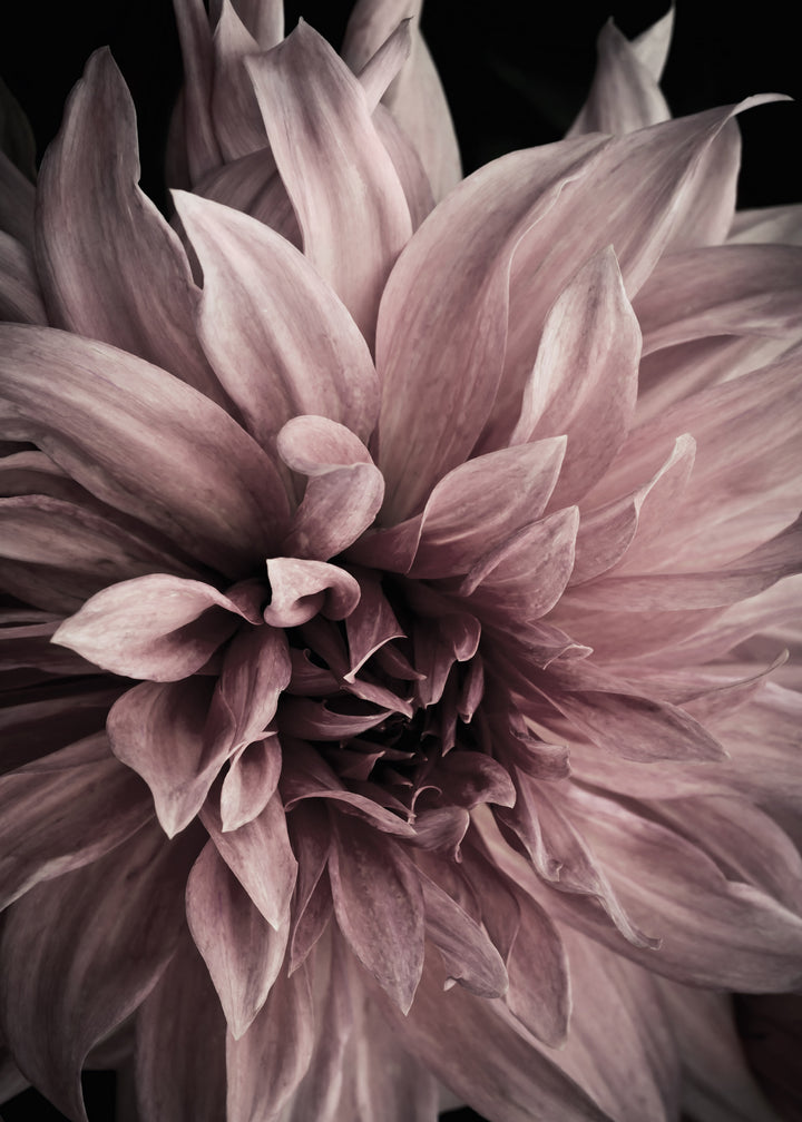 Canvastavla - Floret (50x70)