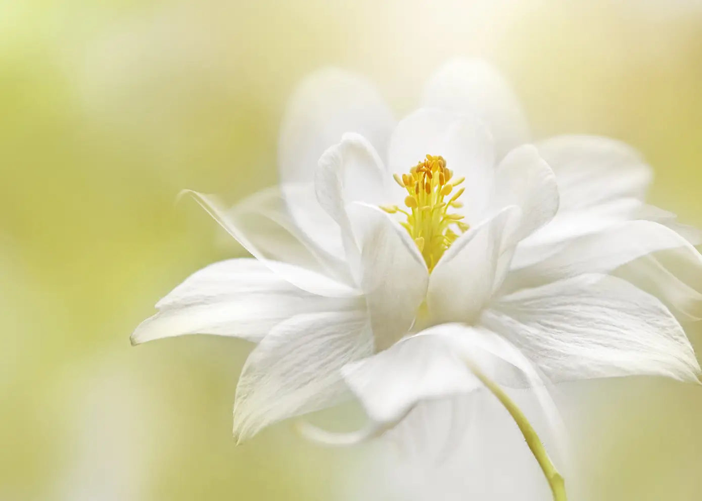 Ljuddämpande tavla  - White Blossom
