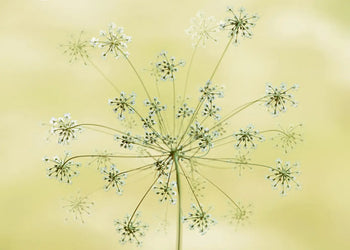 Ljuddämpande tavla - Dandelion Seeds