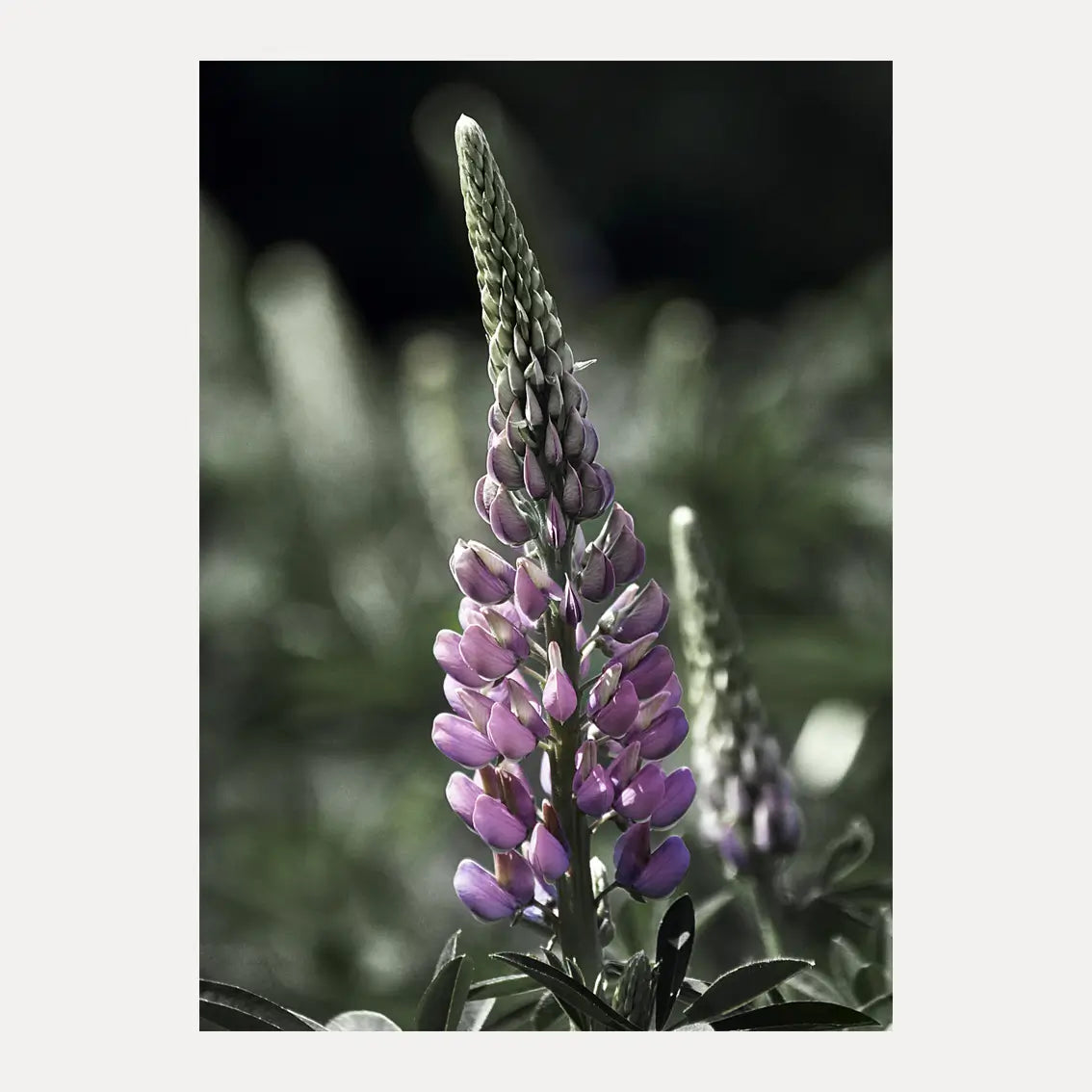 Poster - Lupine