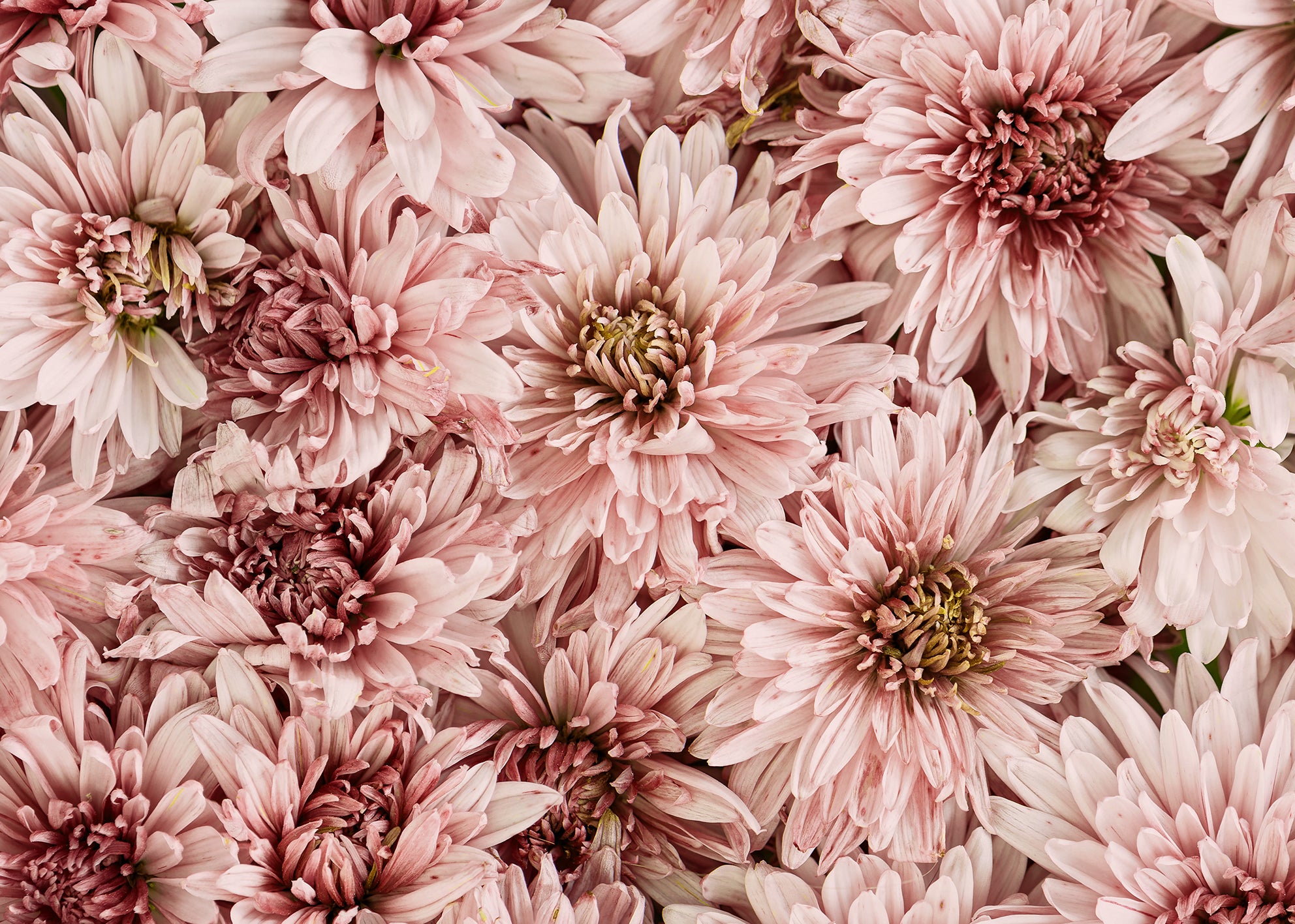 Canvastavla - Mums