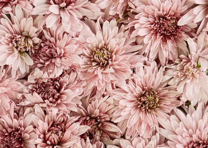 Canvastavla - Mums