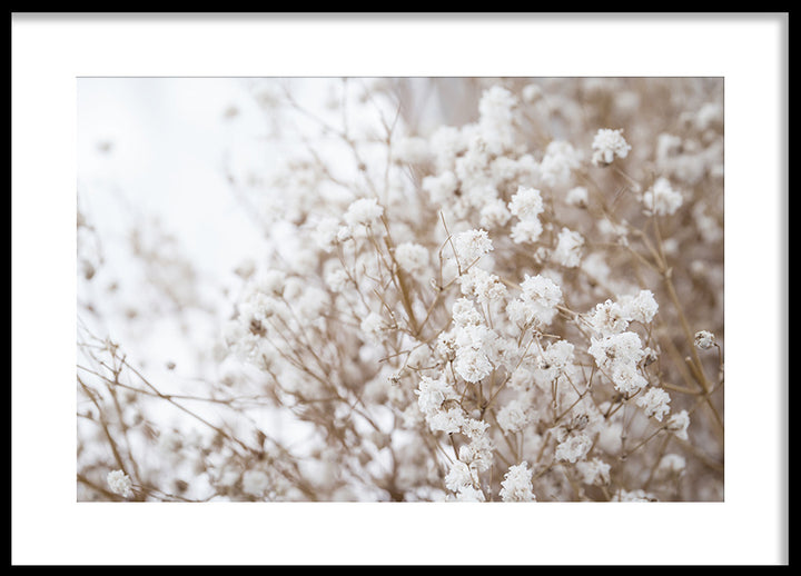 Poster - Dried flowers