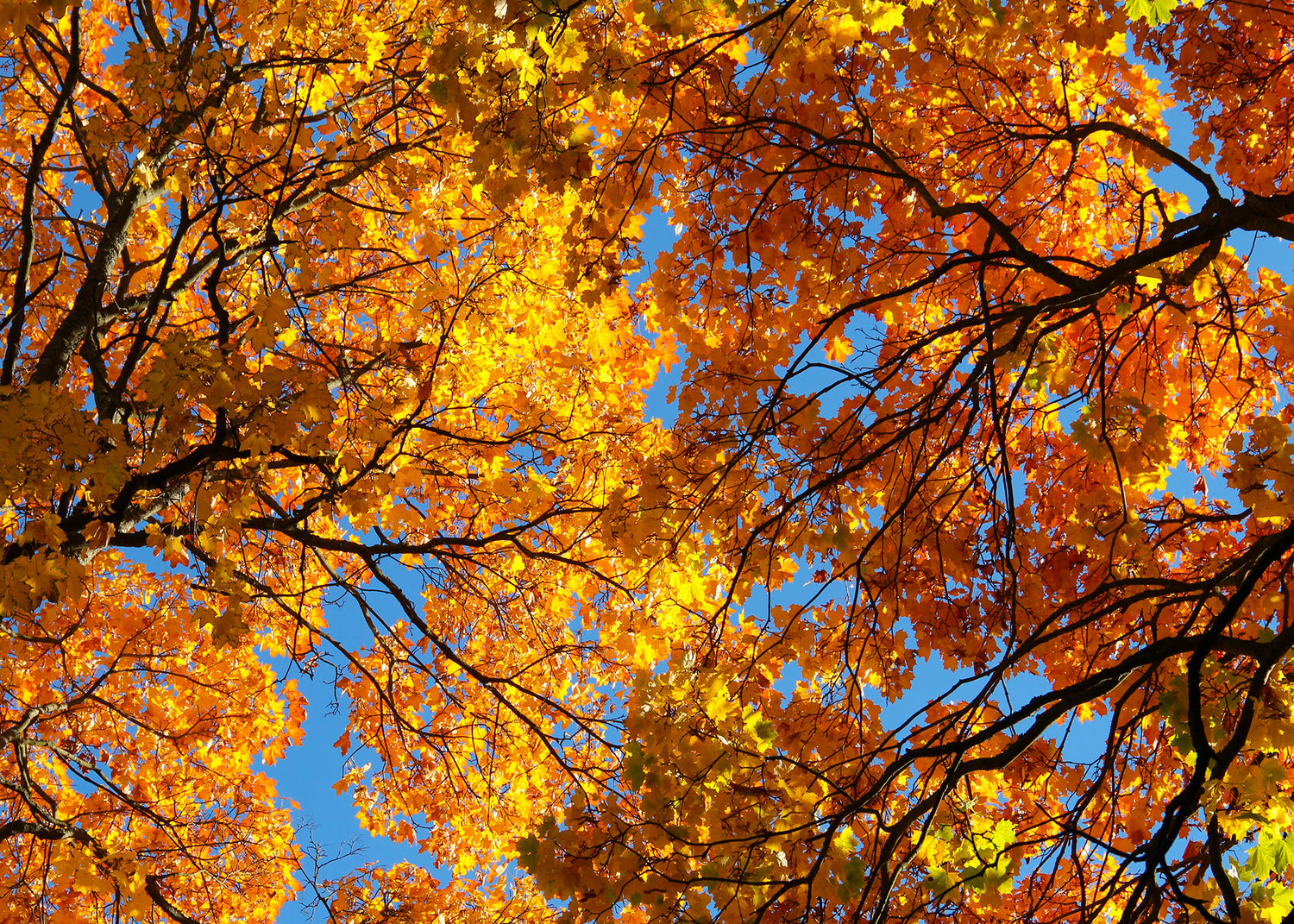 Canvastavla - Autumn leaf