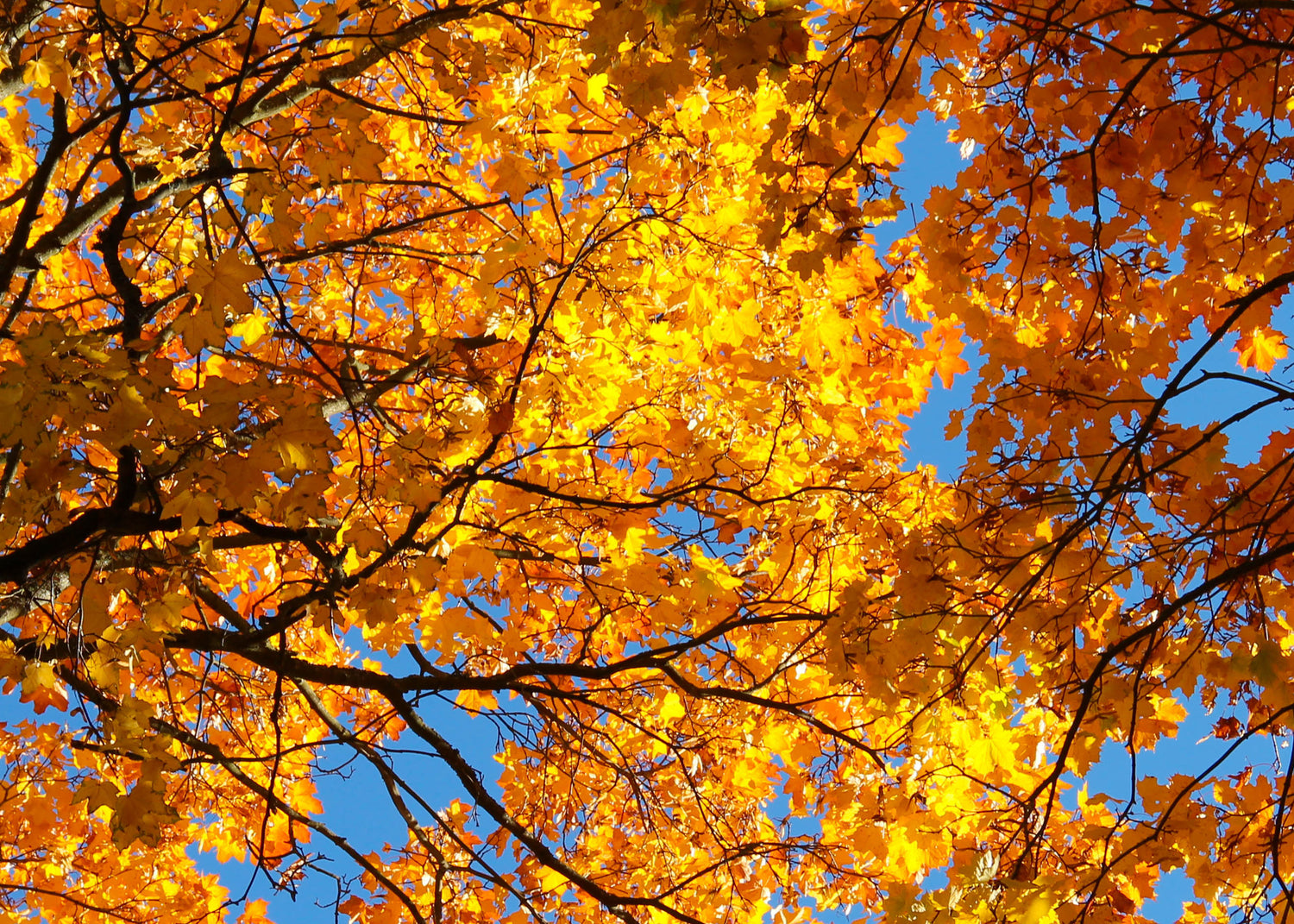 Canvastavla - Autumn leaf