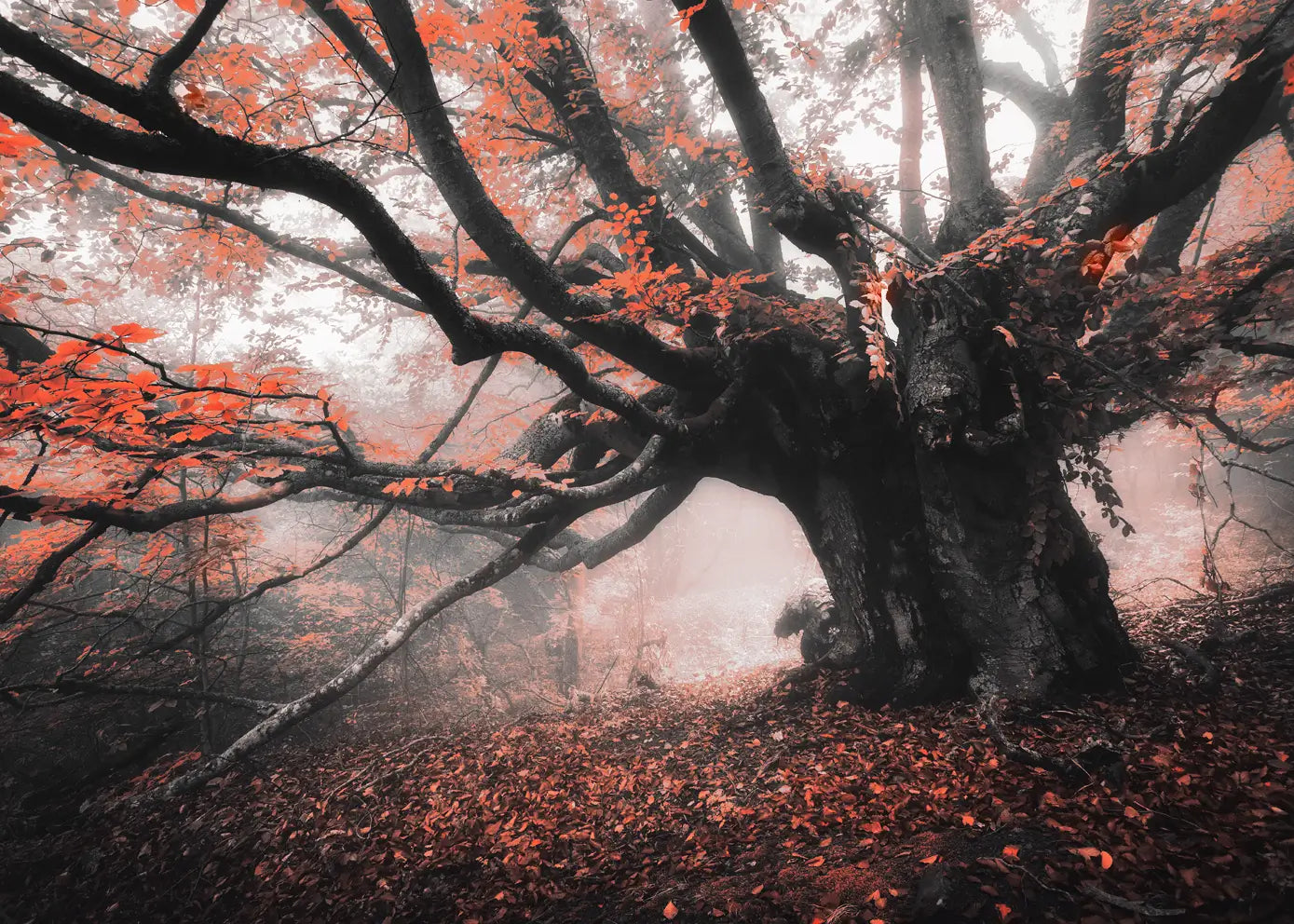 Canvastavla - Roots of Autumn