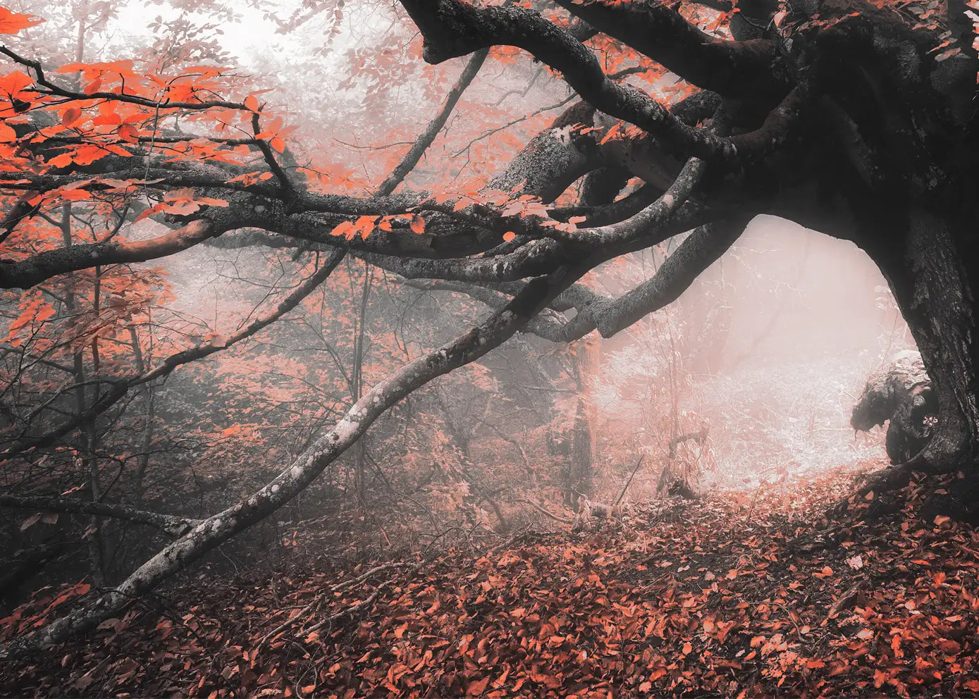 Canvastavla - Roots of Autumn