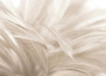 Canvastavla - Soft Feathers
