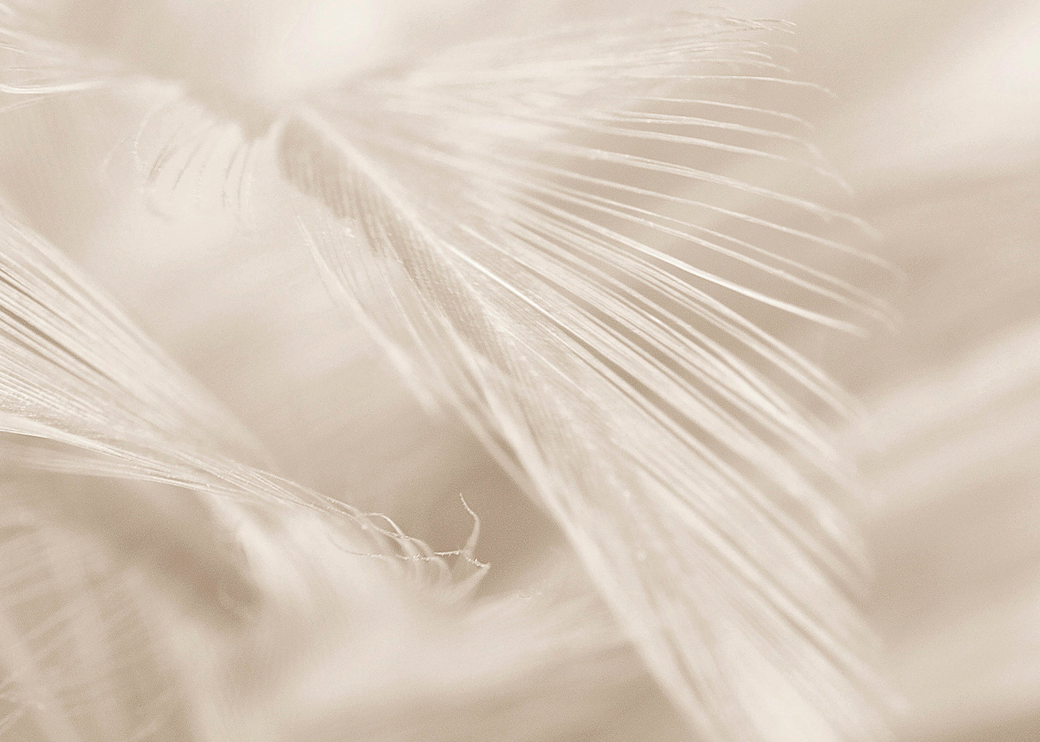 Canvastavla - Soft Feathers