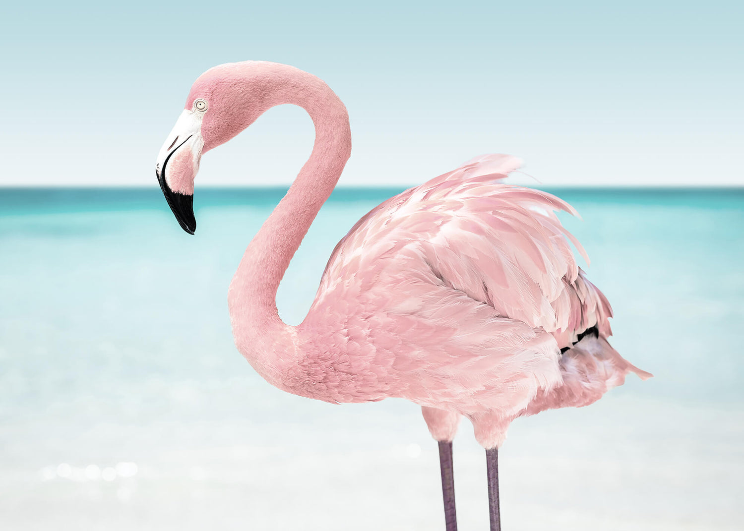 Canvastavla - Pink flamingo