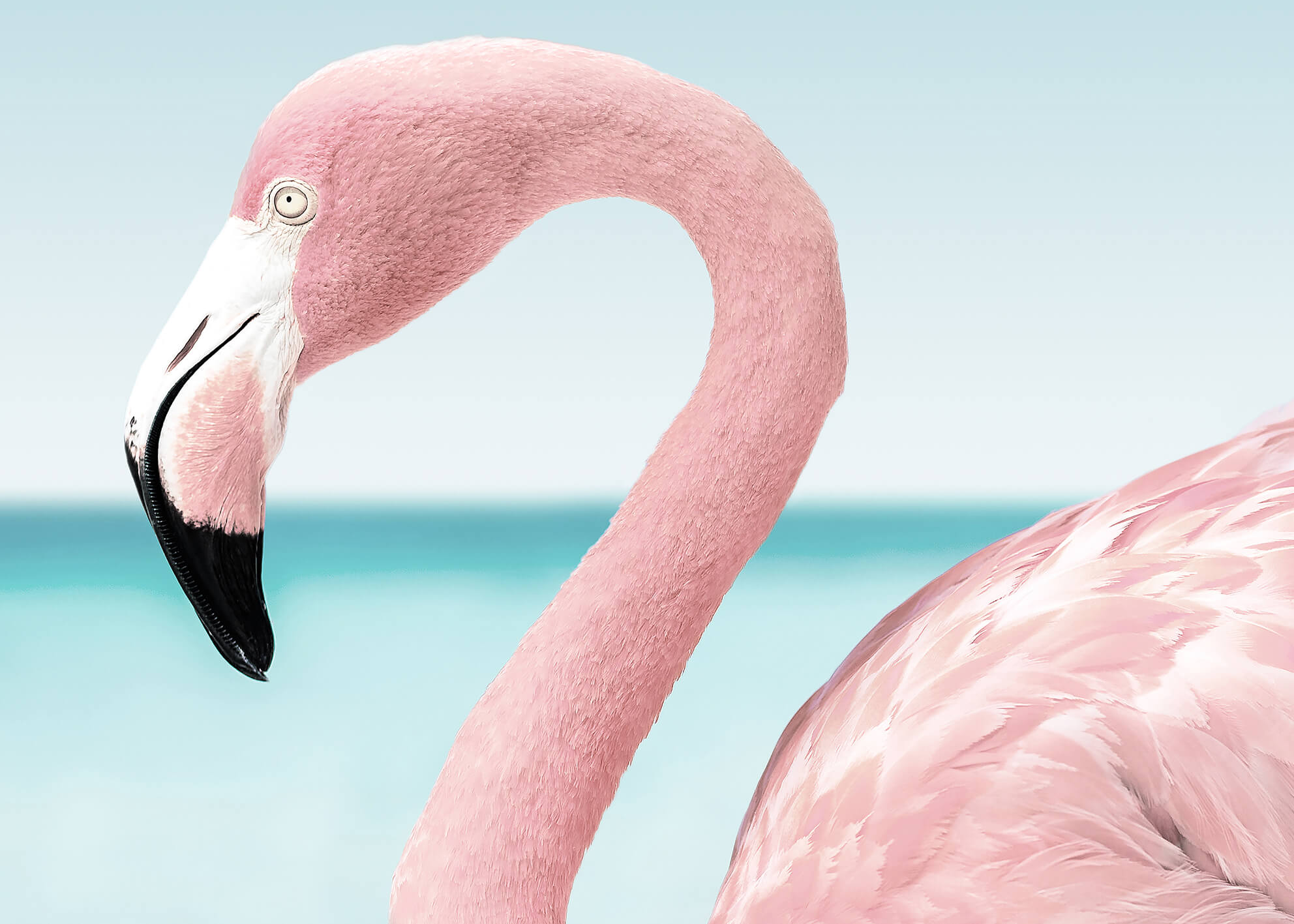 Canvastavla - Pink flamingo