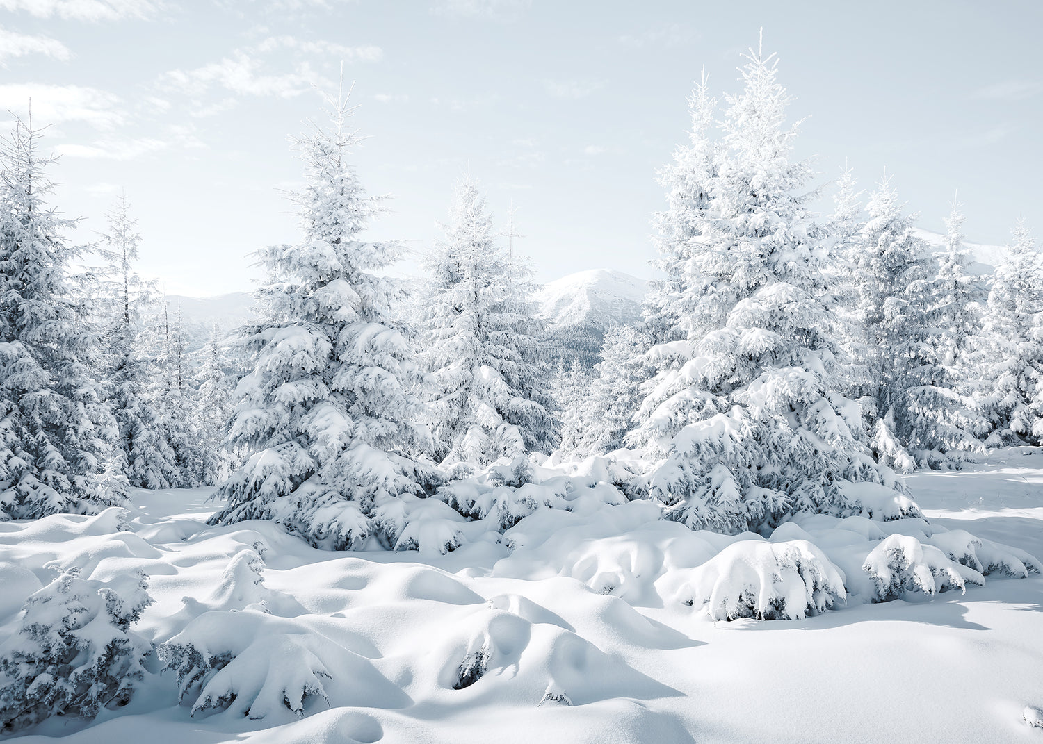Canvastavla - Spruces in Winter