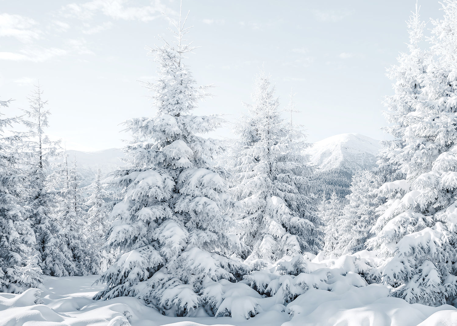 Canvastavla - Spruces in Winter