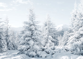 Canvastavla - Spruces in Winter