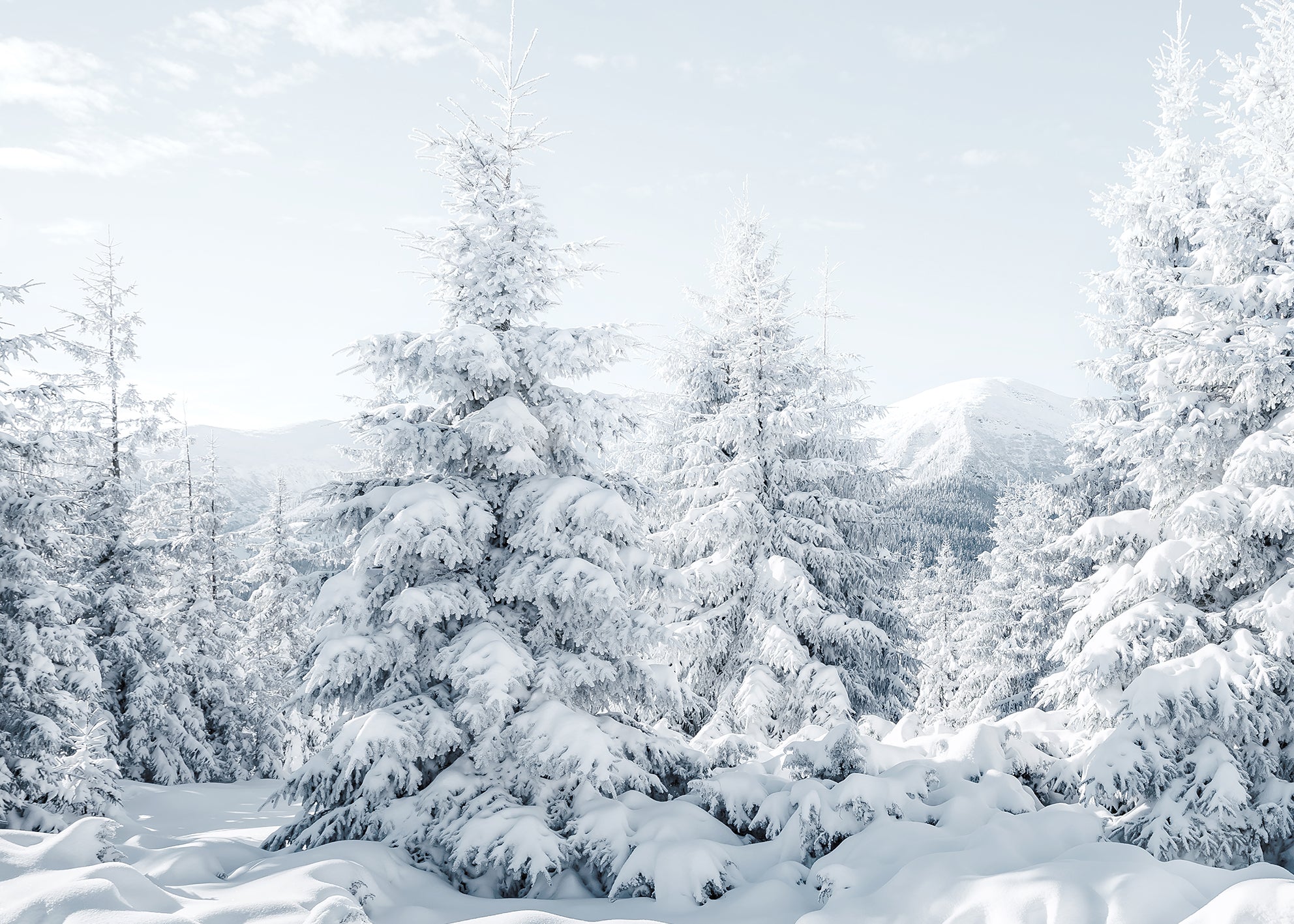 Canvastavla - Spruces in Winter
