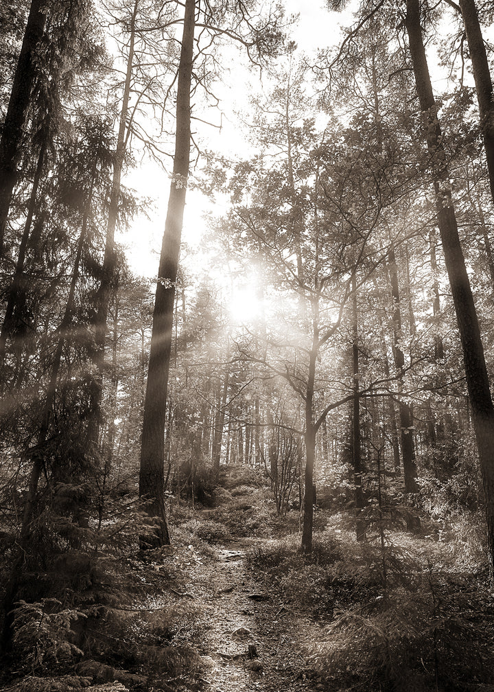 Canvastavla - Peaceful Forest