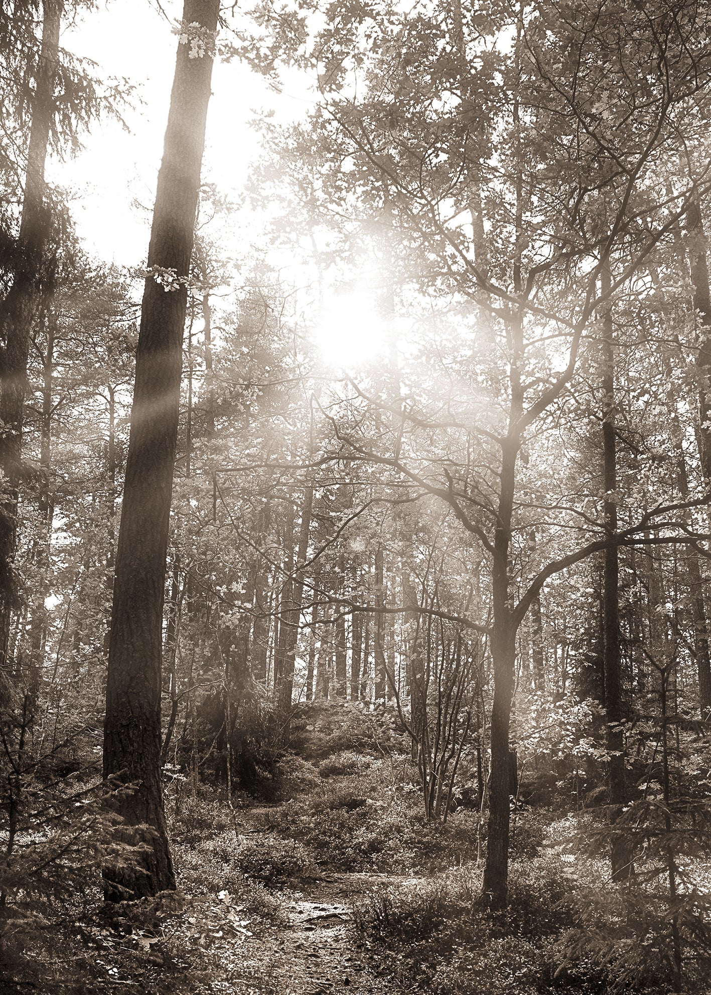 Canvastavla - Peaceful Forest