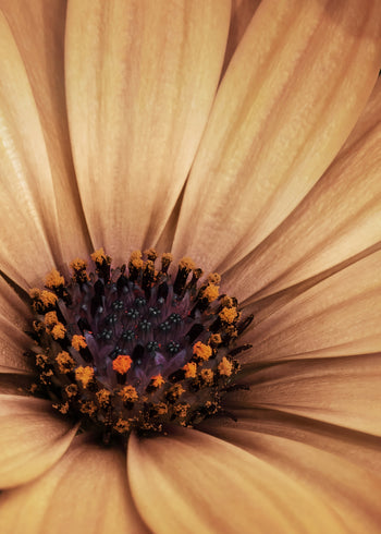 Canvastavla - Marguerite Blossoms