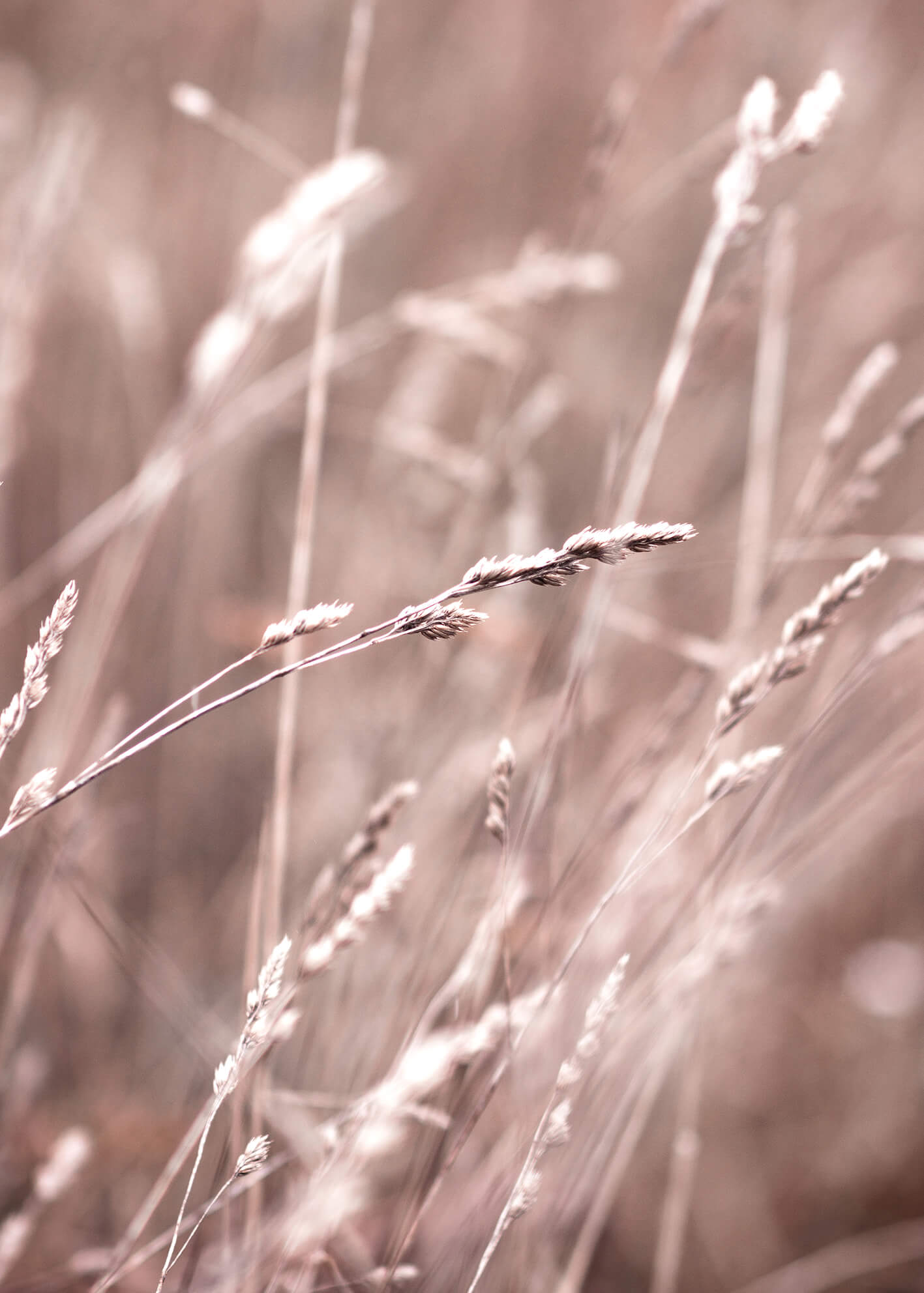 Ljuddämpande tavla -  Serene Grasslands