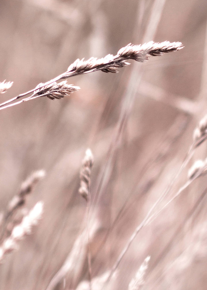Canvastavla -  Serene Grasslands