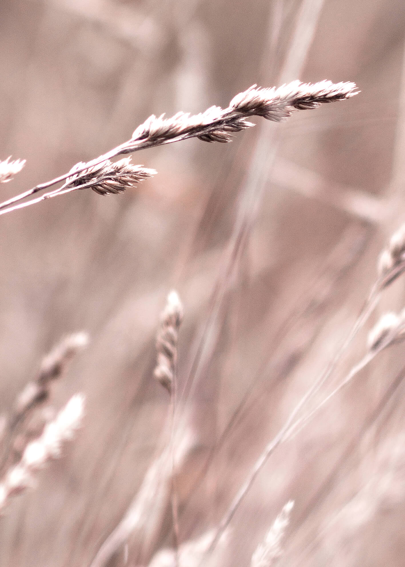 Ljuddämpande tavla -  Serene Grasslands