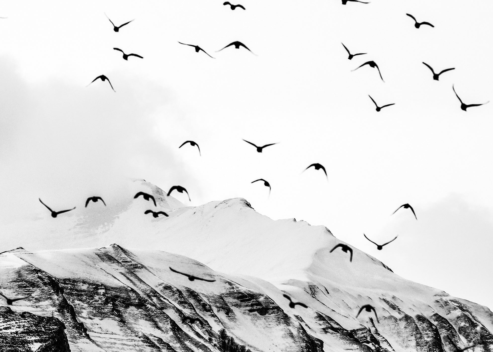 Canvastavla - Mountains & Birds