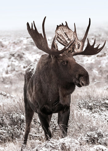 Tavla - Moose