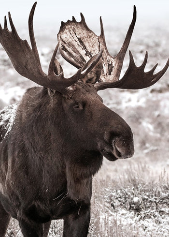 Tavla - Moose