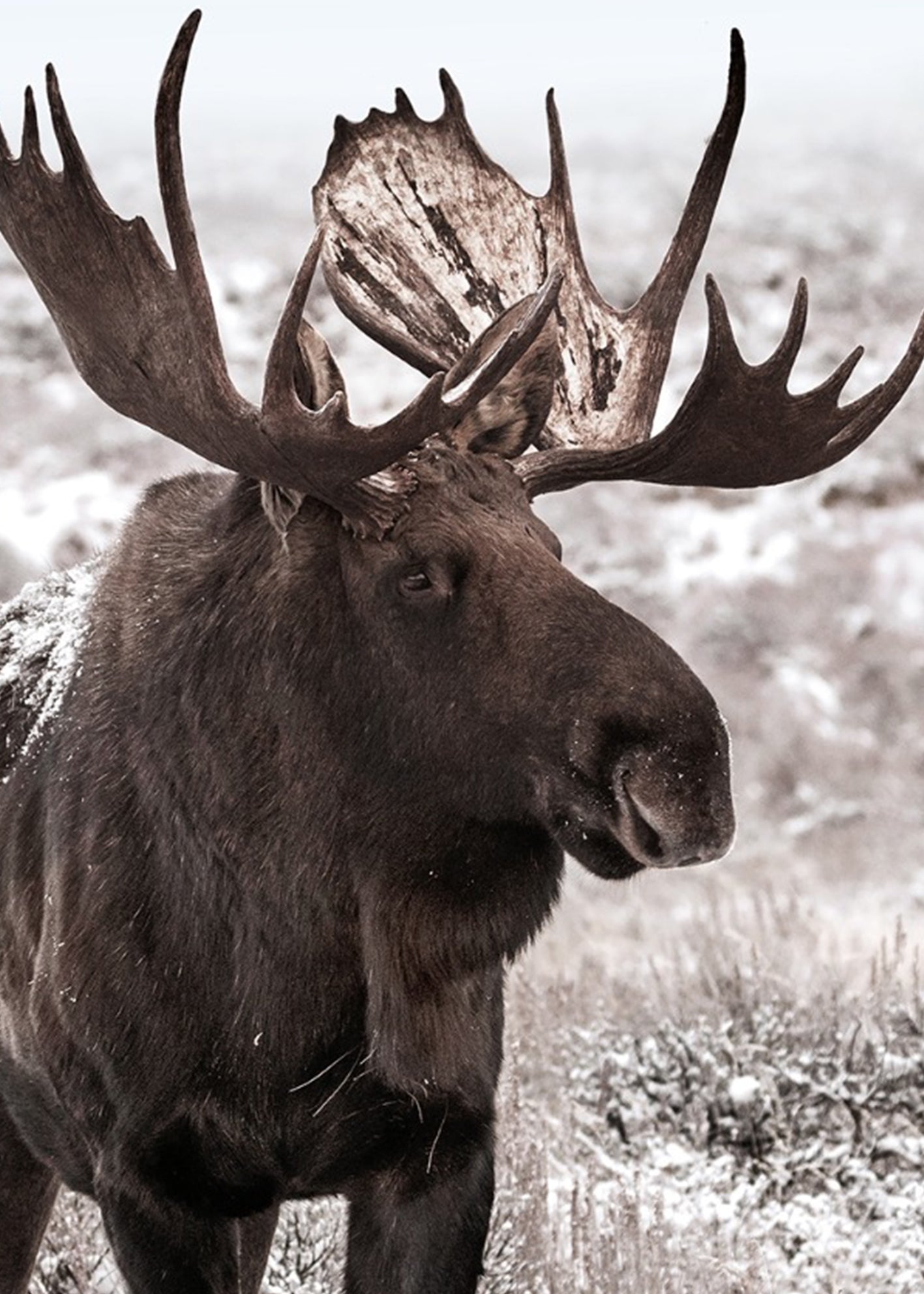 Tavla - Moose