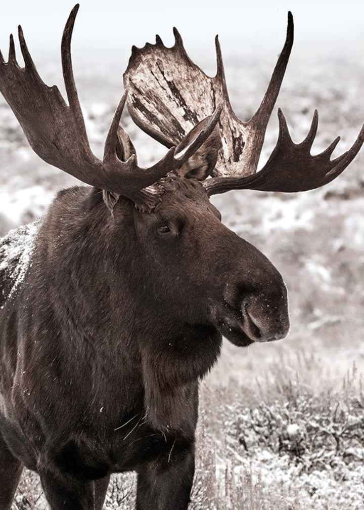 Tavla - Moose