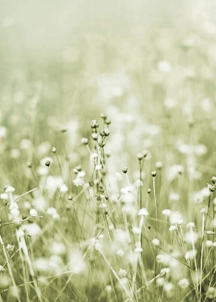 Canvastavla - Soft Meadow Bloom