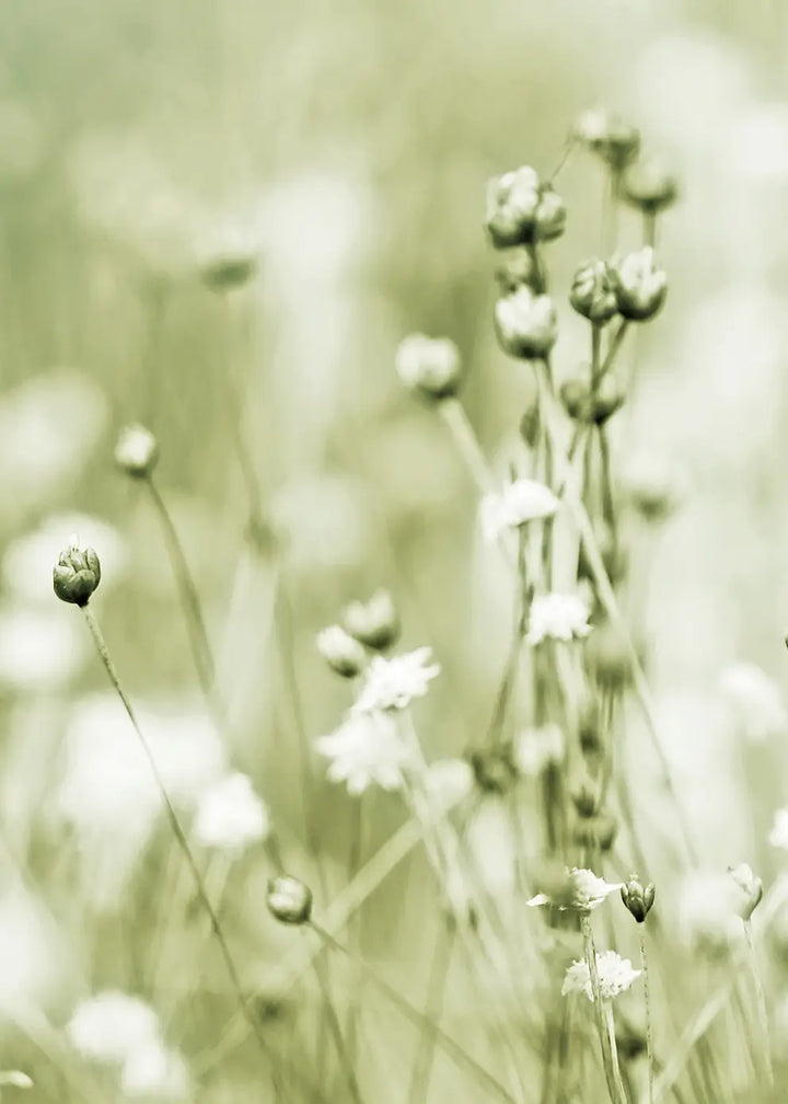Canvastavla - Soft Meadow Bloom